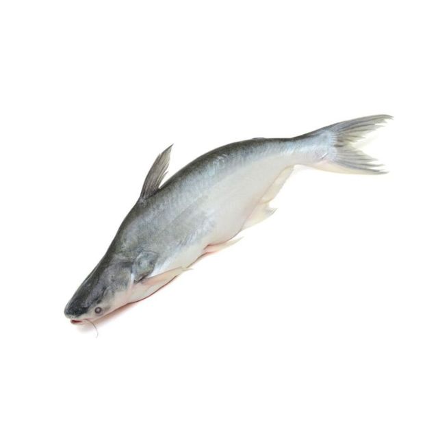 Pangus (1.5kg)
