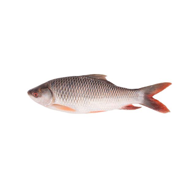 Carp (rohu, big size, 3kg)