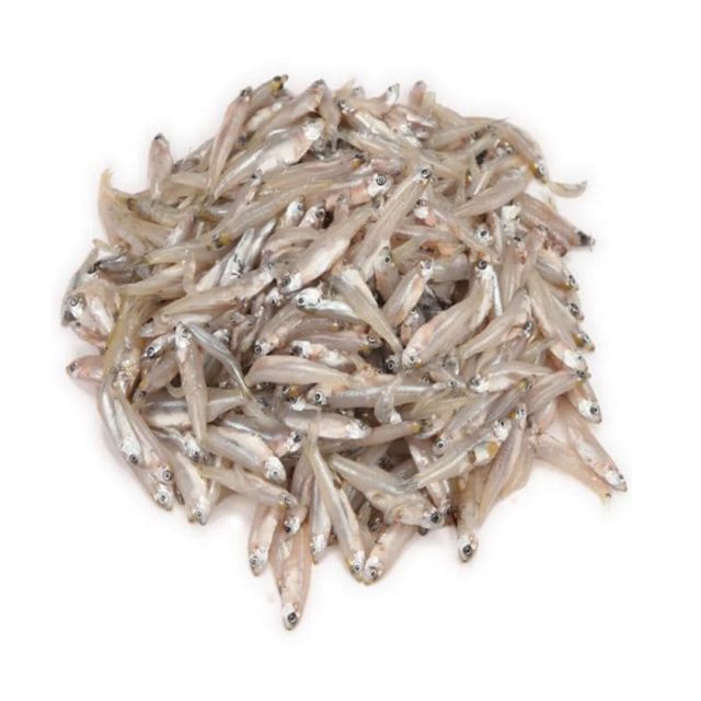 Kaski  (490~590g-With Ice)