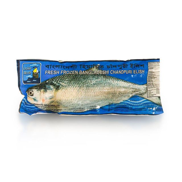 Hilsha fish 2