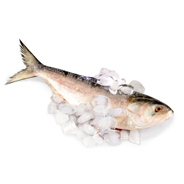 Hilsha fish