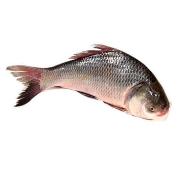 Сазан 1 кг. Карп 1 кг. Рыба карп 1кг. Сазан 1 кг. Сазан 1 кг.