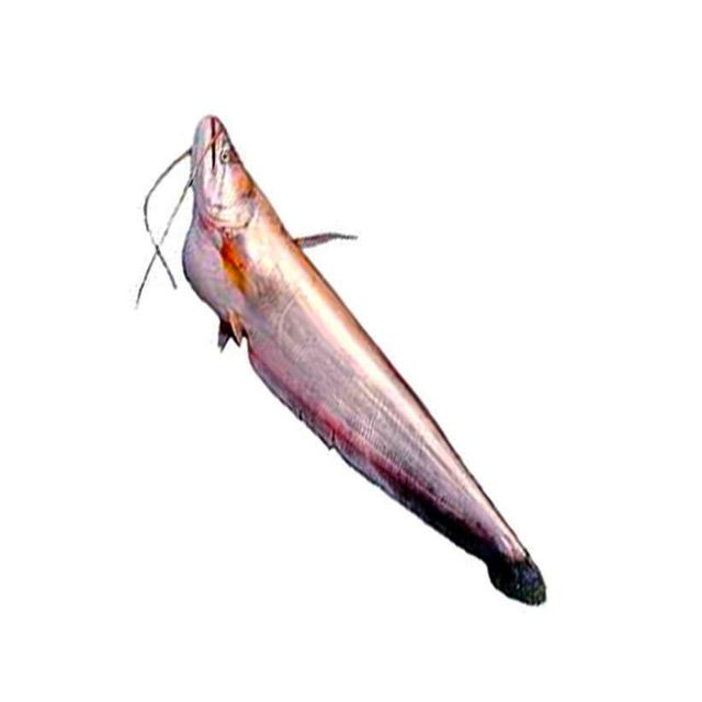 Big Boal Fish (1.5kg)