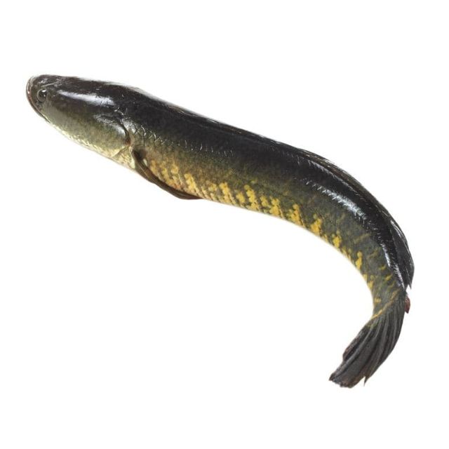 Shoil cut fish "Lasso" (500g)