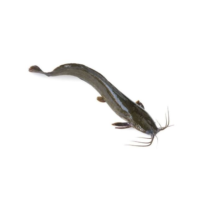 Magur Catfish "S.N. FOOD" (800g)