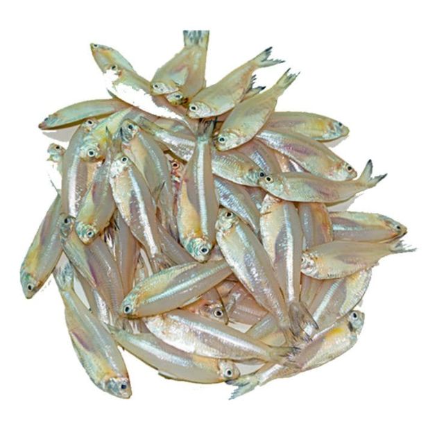 Mola (470~570g with ice)
