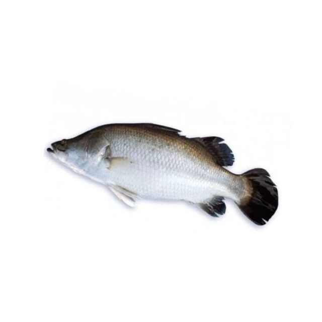 Koral Fish "SNF" (1.5kg)